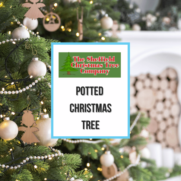 Potted Christmas Tree